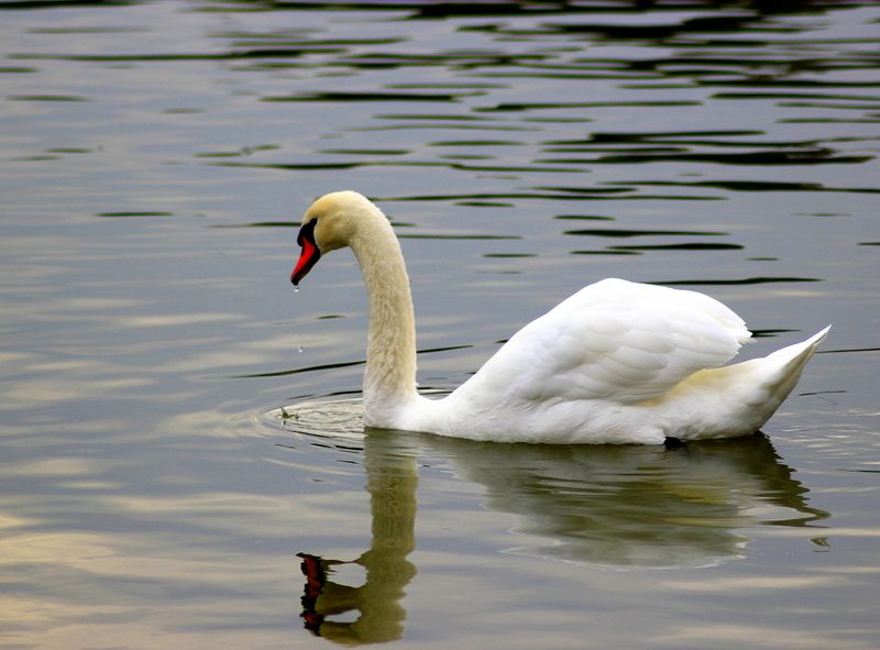 © dorca dacian - white swan