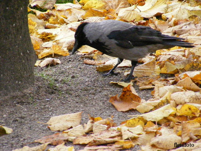 © flemming rasmussen - Bird in autumn