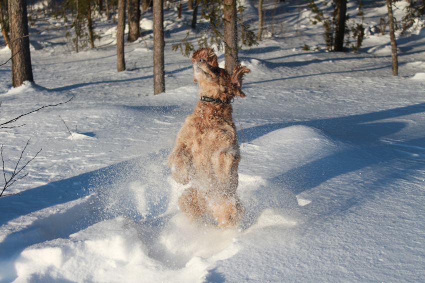 © Сергей Адуллин - Джессика прыгает за снегом.