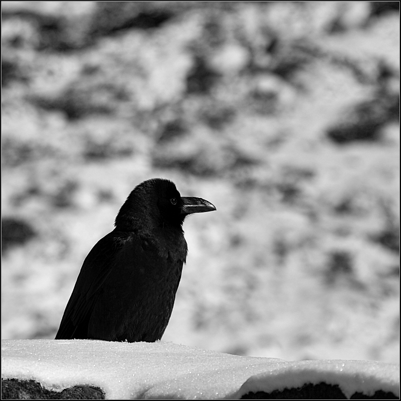 © Nikolai Malykh - Черная птица на белом снегу