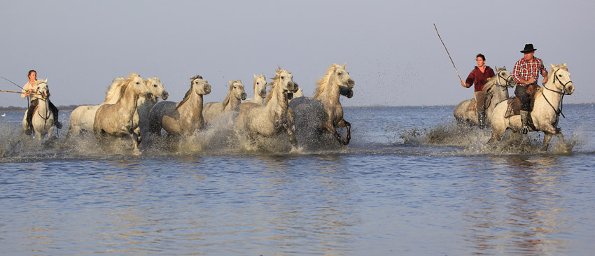 © Svein Wiiger Olsen - White horses of Camargue