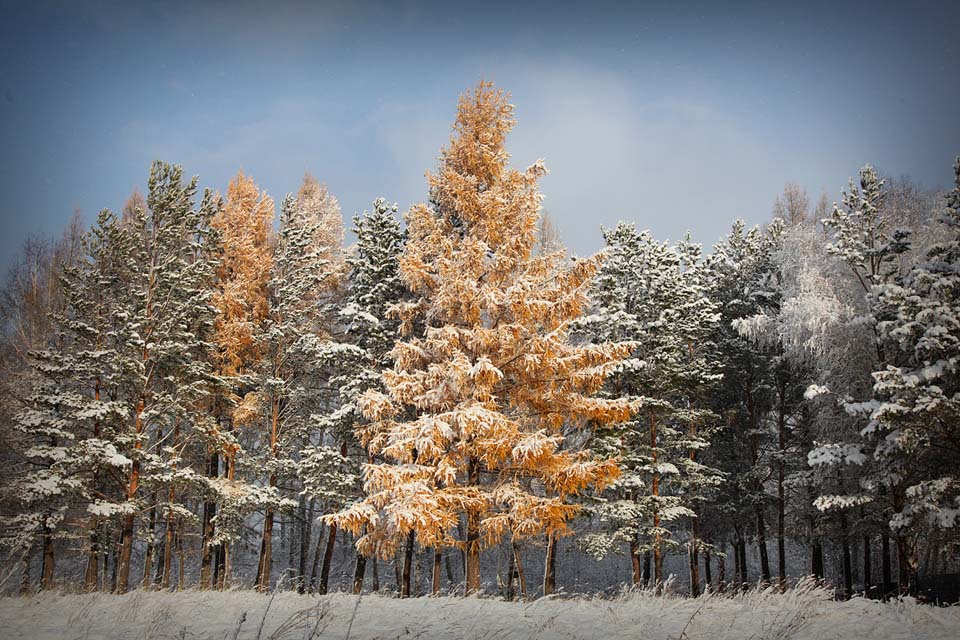 © Yaroslav Antropov - autumn forest