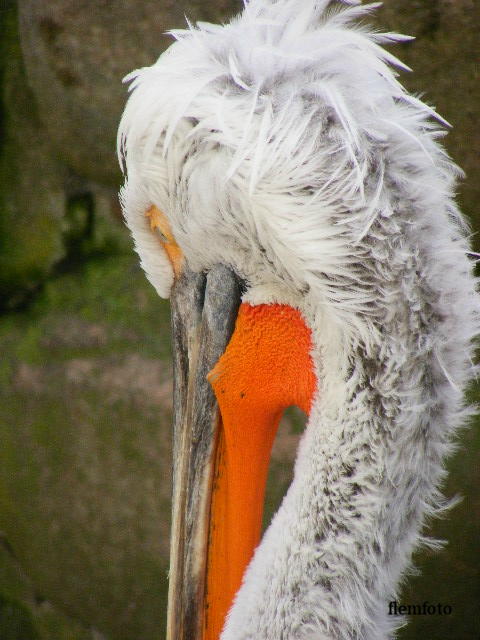 © flemming rasmussen - Big bird