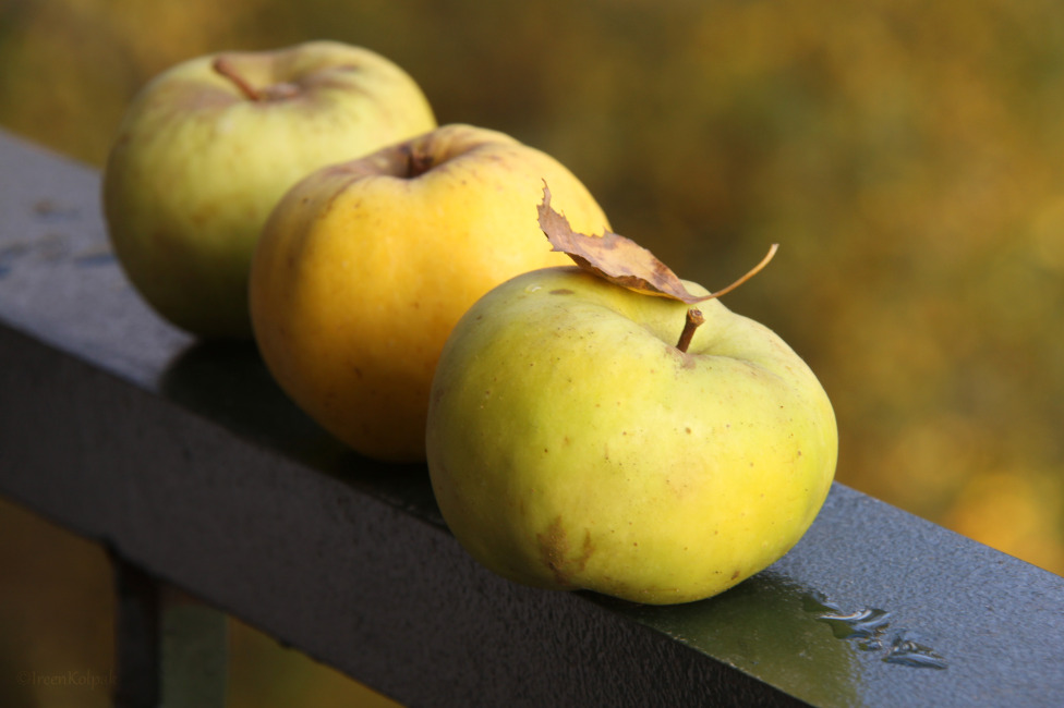 © Ireen Kolpak - golden apples