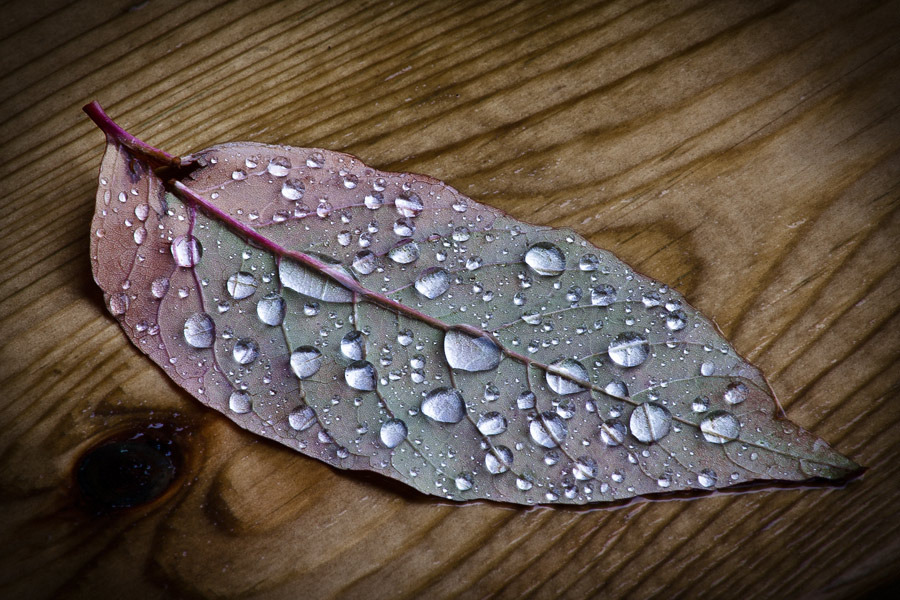 © CrushTest - Осенний дождь