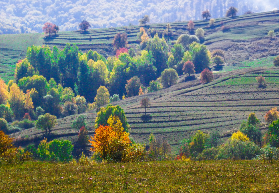 © Nicolae Sbiera - autumn