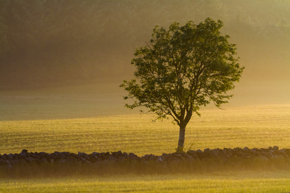 © Gunnar Thorsen jr. - One Tree