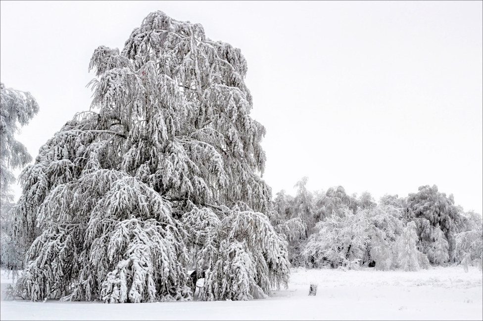 © Mikhail Eremin - Зимушка