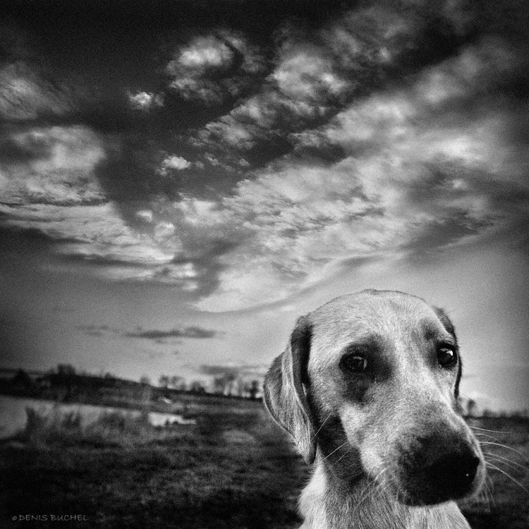© Denis Buchel - There Once Was A Dog