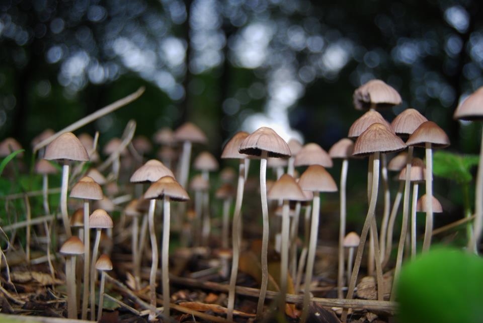 © sophie-marie whaley - Mushrooms