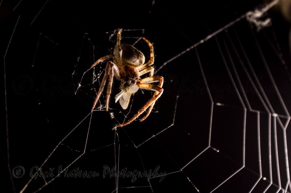 © Gheorghe Matescu - Arachnid in net