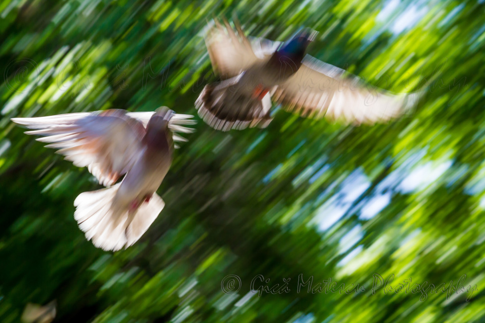 © Gheorghe Matescu - Flight of pigeons
