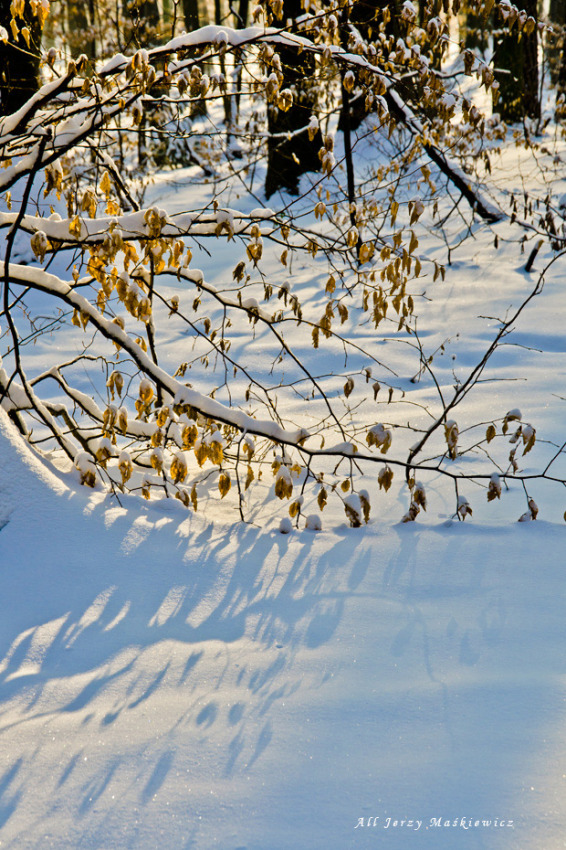 © Jerzy Maskiewicz - winter picture