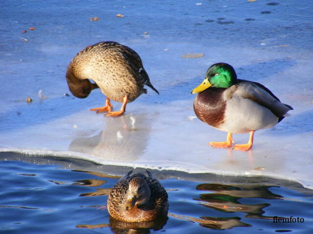 © flemming rasmussen - Winter birds