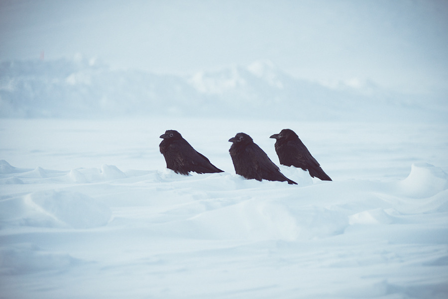 © Evgeny Trufanov - Black Birds