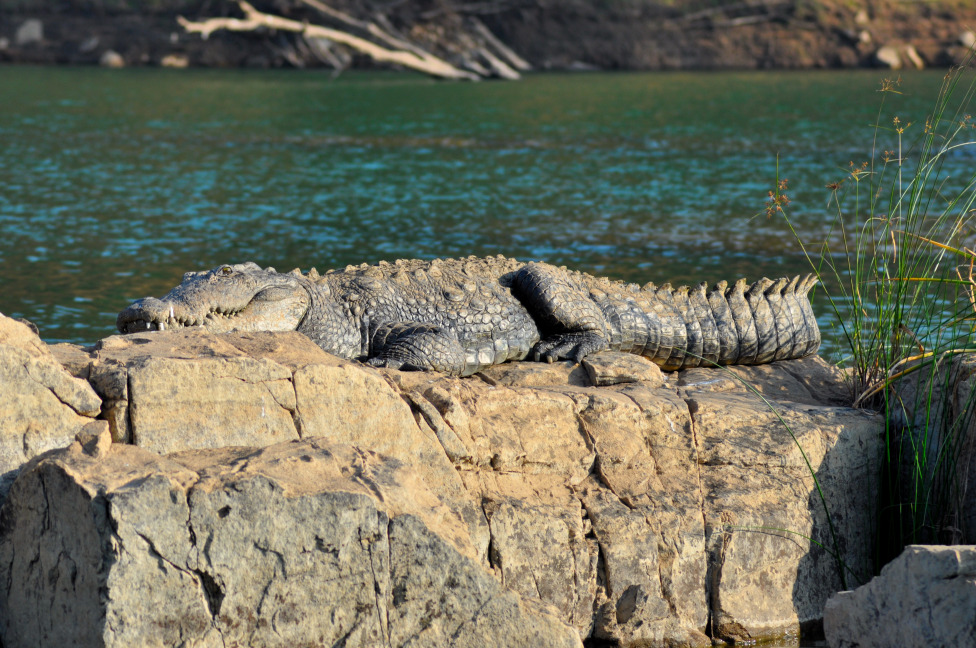 © Susheel Pandey - Crocodile: A Prehistoric Reptile