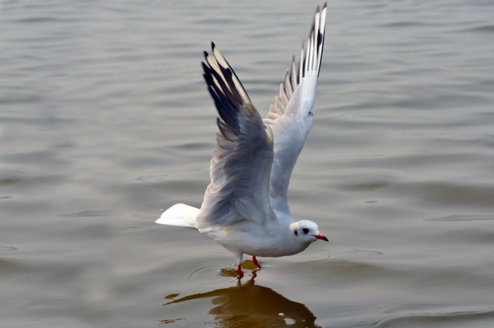 © Susheel Pandey - Migratory birds lend grandeur to Sangam