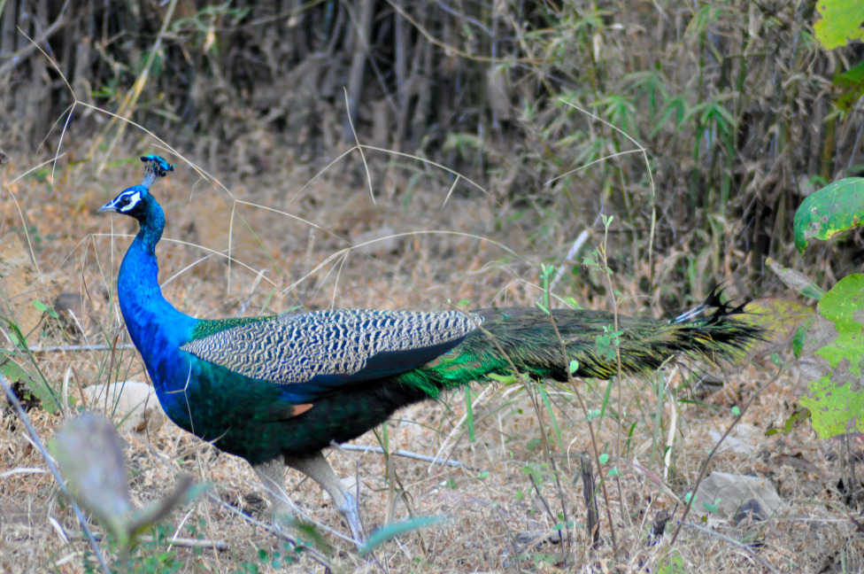 © Susheel Pandey - Peacock: Our National Bird
