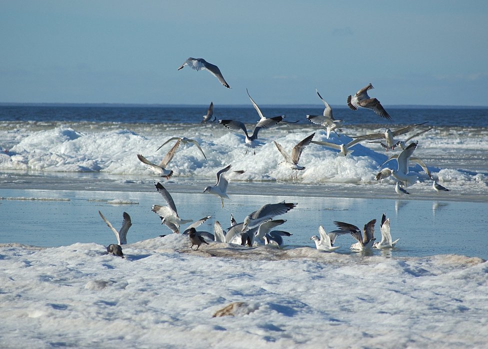 © Irina Kiselyova - Baltics in winter