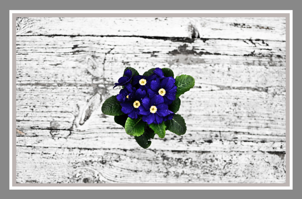 © Maria Zak - Blue flowers talk to me...