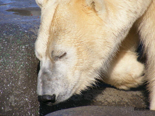 © flemming rasmussen - Polar bear