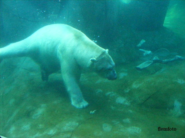© flemming rasmussen - Polar bear in the water