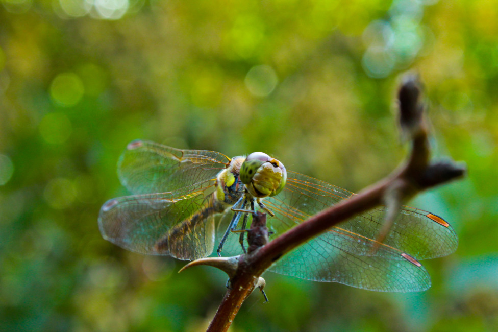 © Artak Arzumanyan - dragonfly