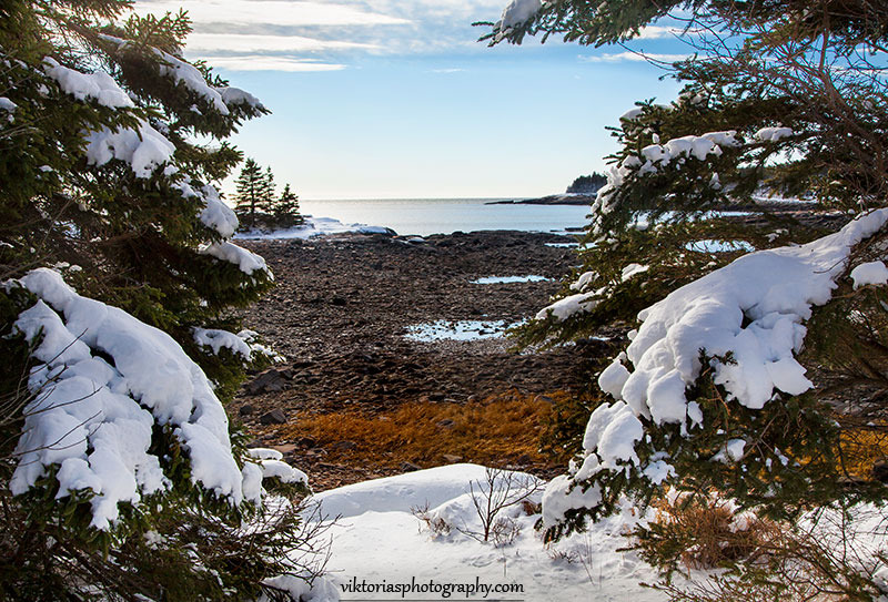 © Viktoria Mullin - Acadia-National-Park-Winter-Maine-Viktoria-Mullin_8211