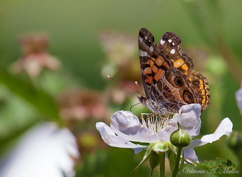 © Viktoria Mullin - American Painted lady Butterfly-Viktoria Mullin_8988