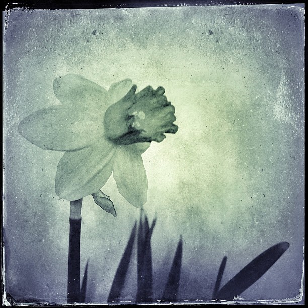 © Jean-Francois Dupuis - Flower