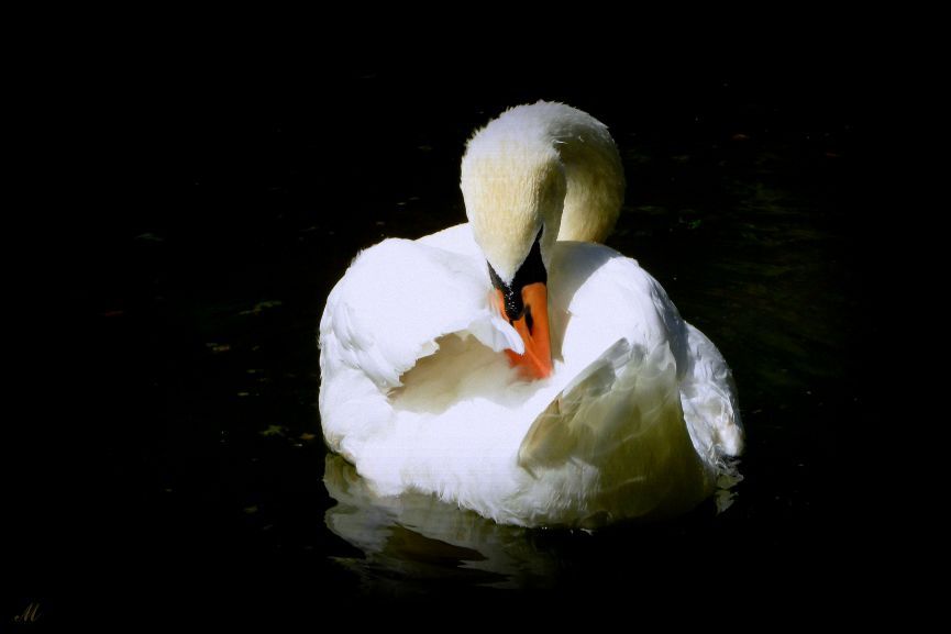 © Michaela - Graceful creature on water surface