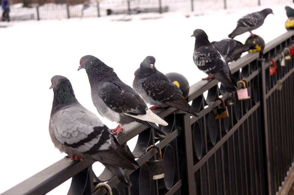 © Ireen Kolpak - Pigeons