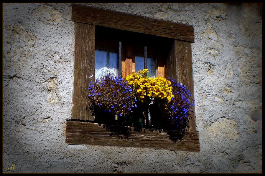 © Michaela - Flowers in the window