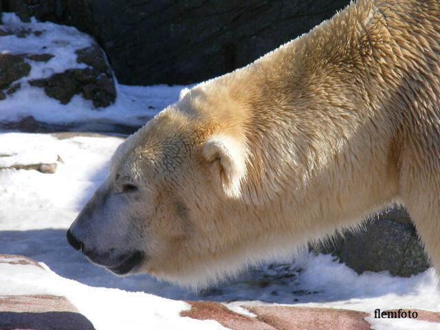 © flemming rasmussen - Polar bear