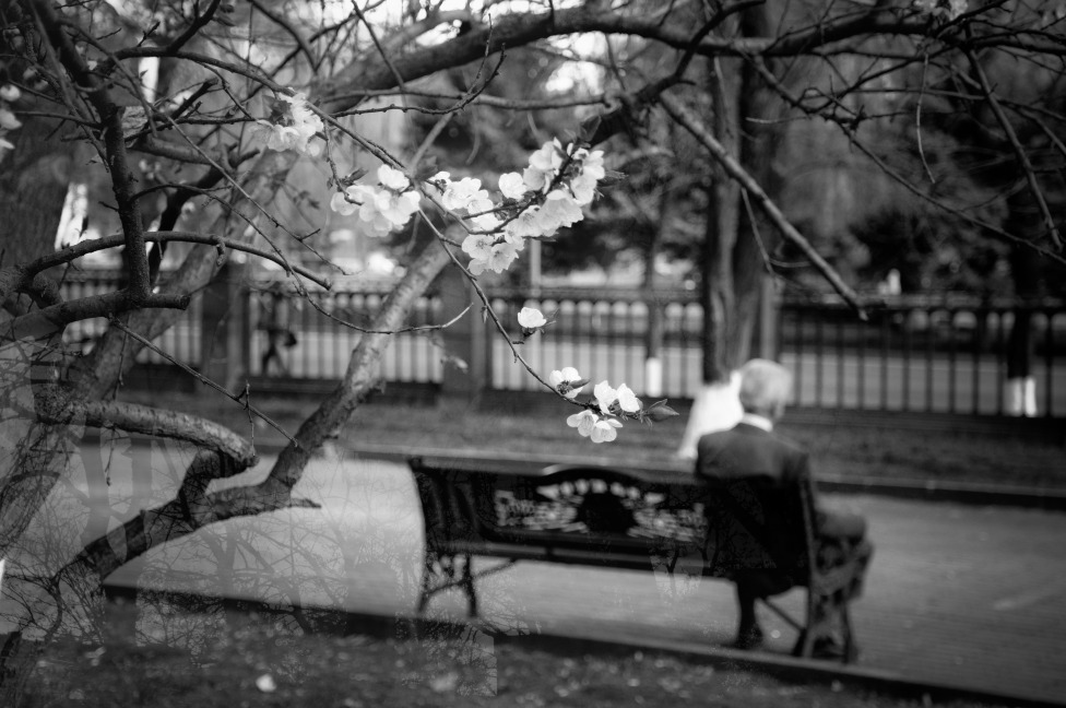 © Maria Zak - Somewhere trees bloom