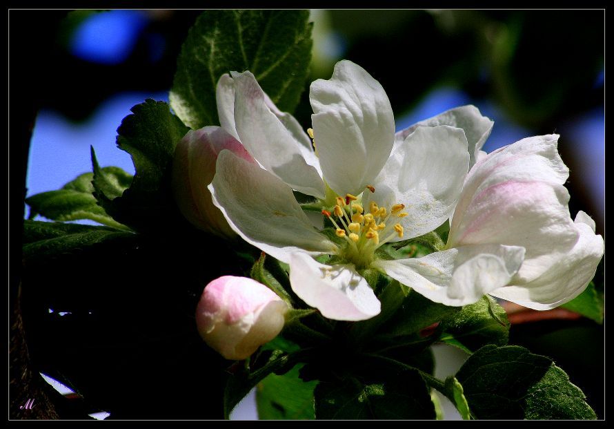 © Michaela - Paradise apple flowers