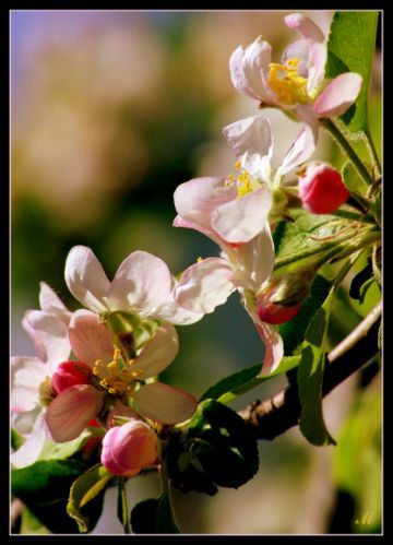 © Michaela - Paradise apple flowers