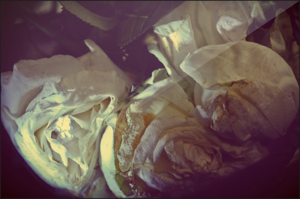 © Maria Zak - dead roses