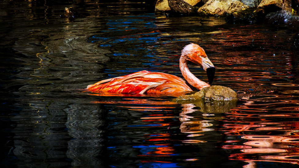 © MartinG Photographer - Flamingo