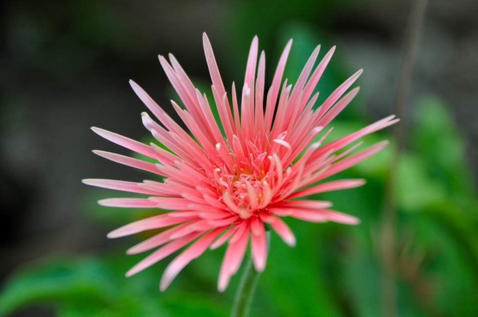 © Susheel Pandey - The earth laughs in flowers.