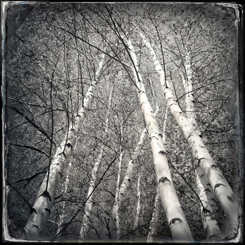 © Jean-Francois Dupuis - Tree