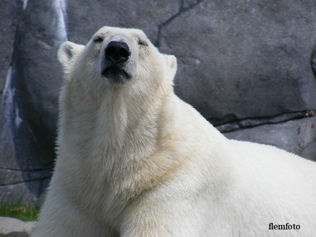 © flemming rasmussen - Polar bear