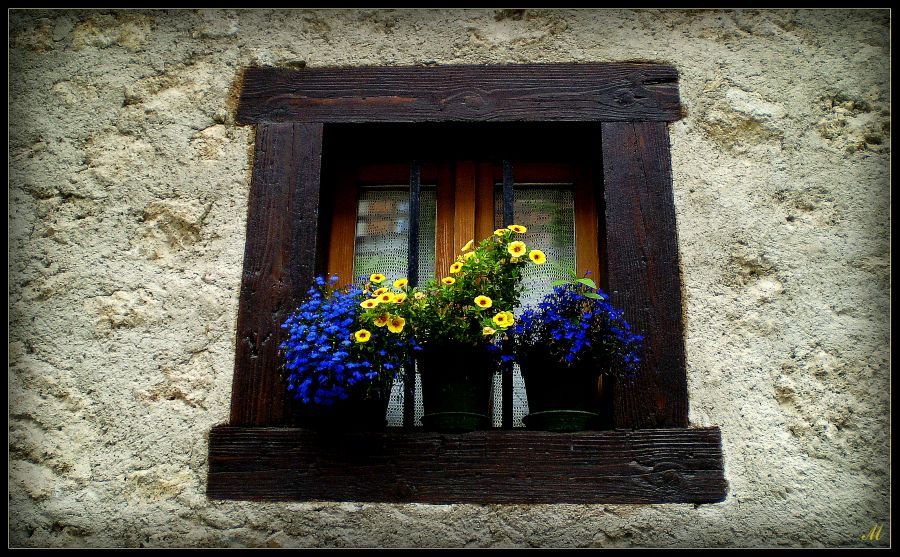 © Michaela - Flowers in the window