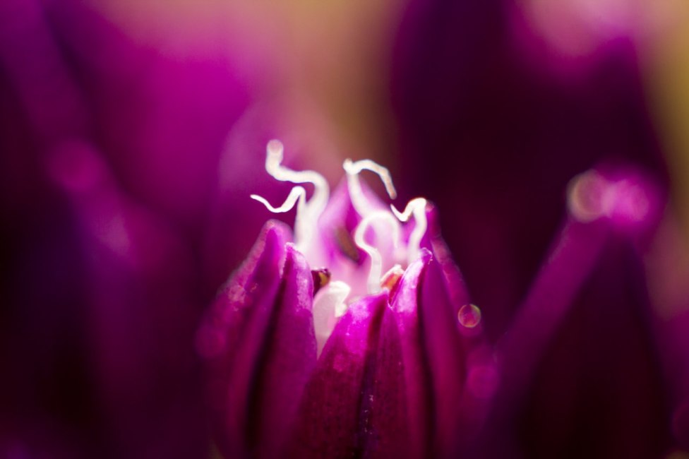 © Dimon Linnik - flower lights