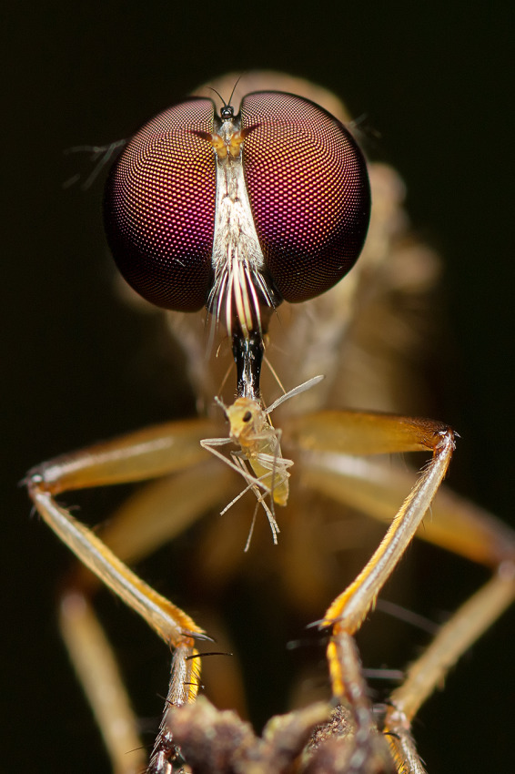 © Eddie Embau - RobberFly