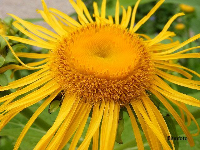 © flemming rasmussen - Summer flower