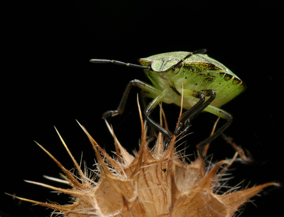 © Henning Si Nielsen - FAKIREN