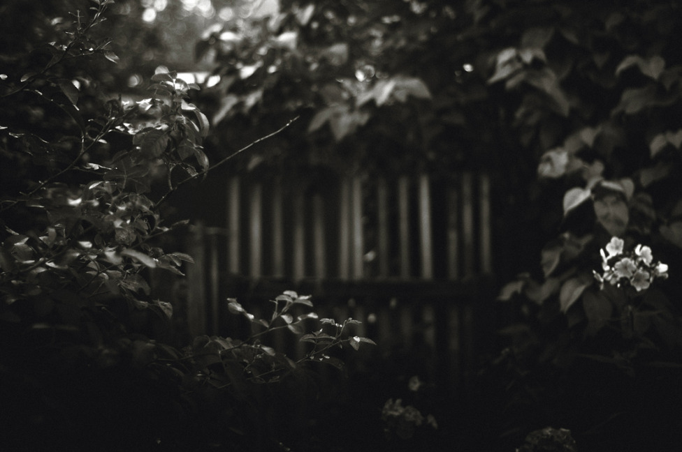 © Niem  Erze - dark garden