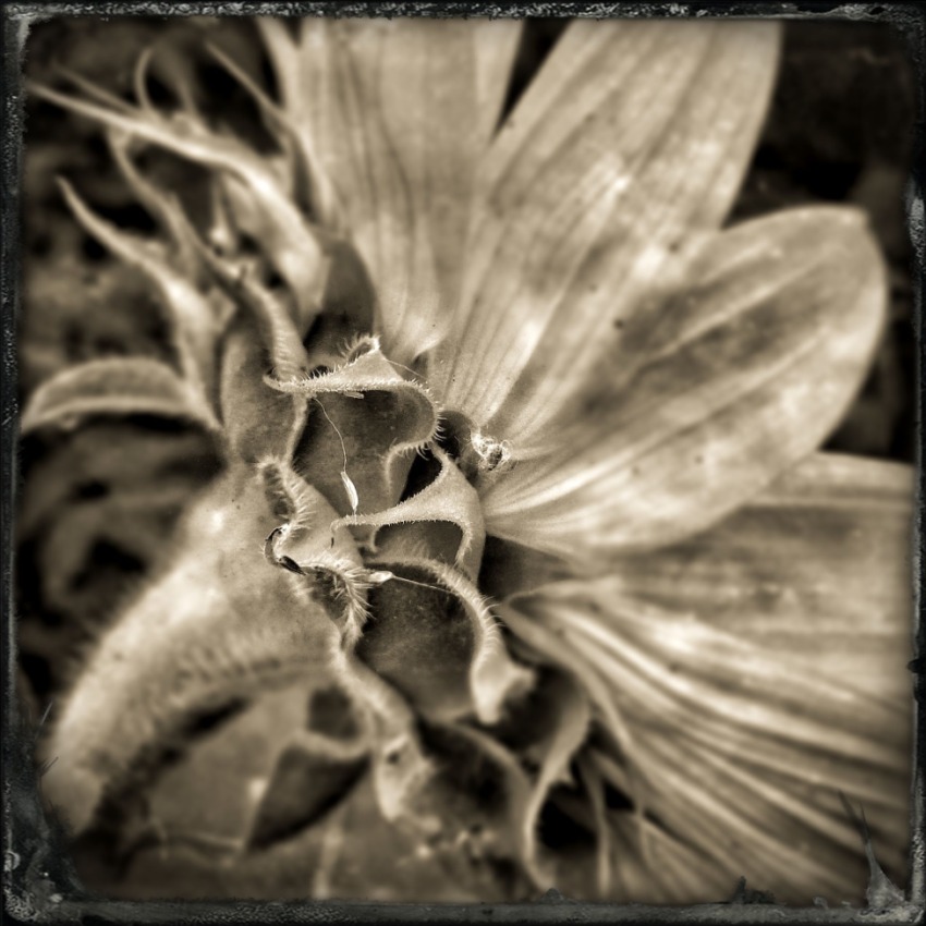 © Jean-Francois Dupuis - Sunflower