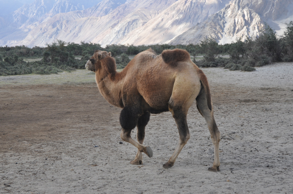 © Susheel Pandey - Double Hump Camel